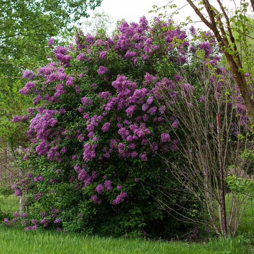 Edelflieder - Syringa vulgaris (Hafen)