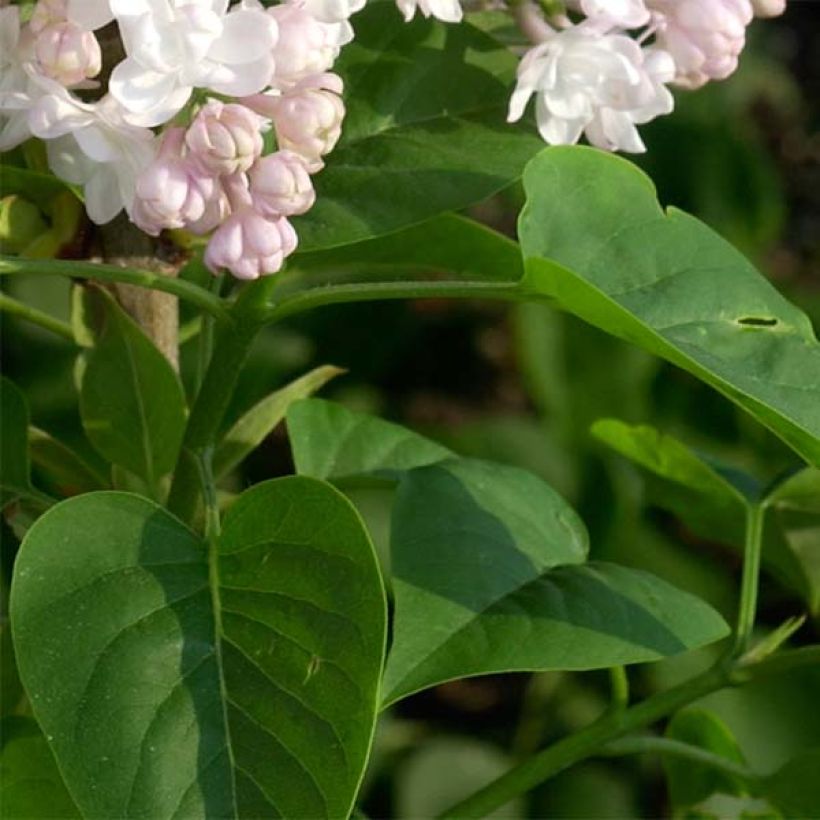 Edelflieder Belle de Moscou - Syringa vulgaris (Laub)