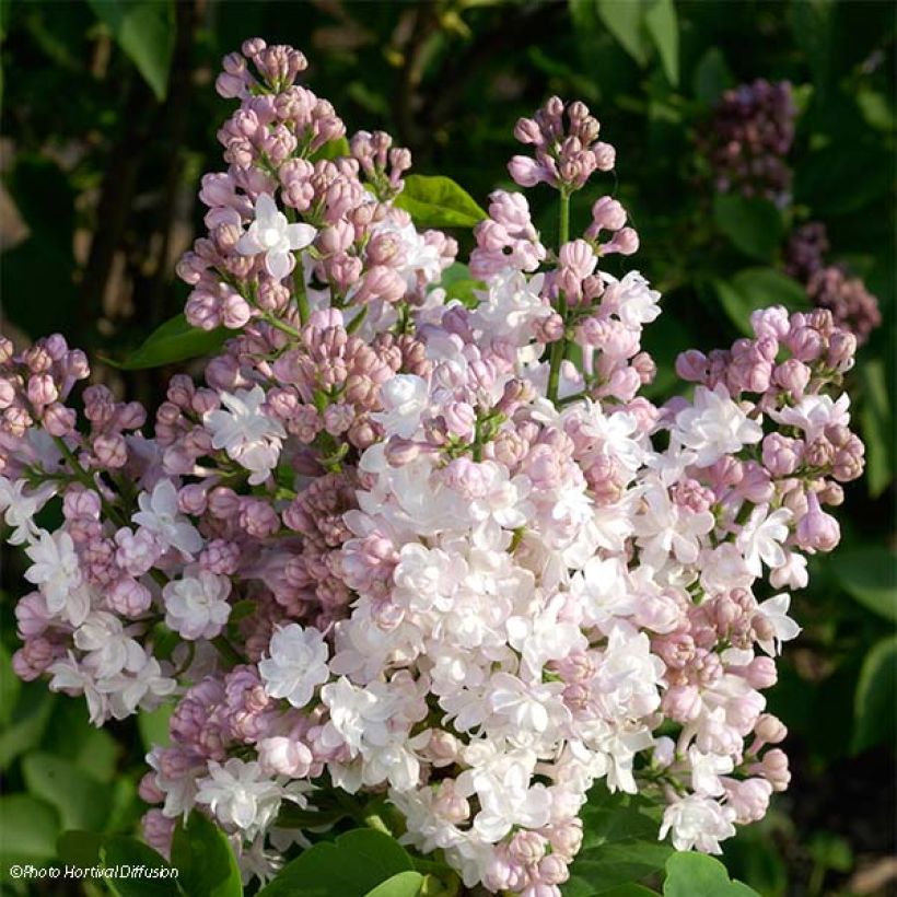 Edelflieder Belle de Moscou - Syringa vulgaris (Blüte)