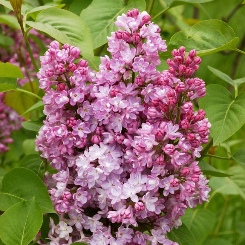 Edelflieder Belle de Nancy - Syringa vulgaris (Blüte)