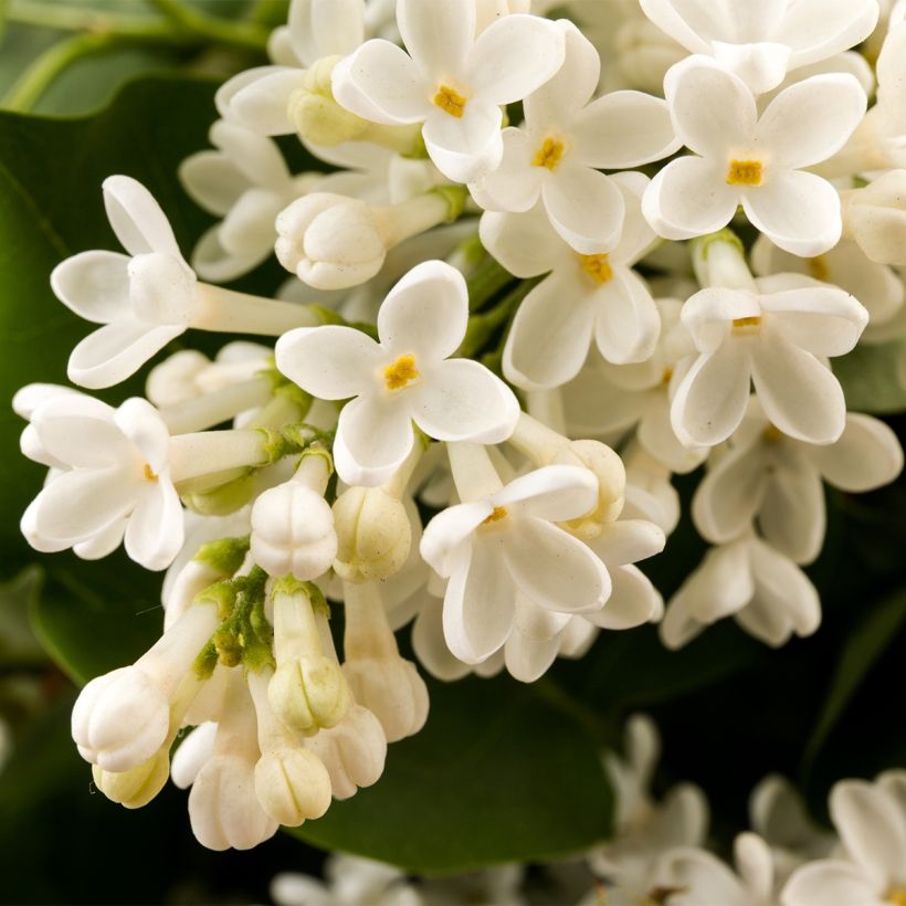 Edelflieder Comtesse D'harcourt - Syringa vulgaris (Blüte)