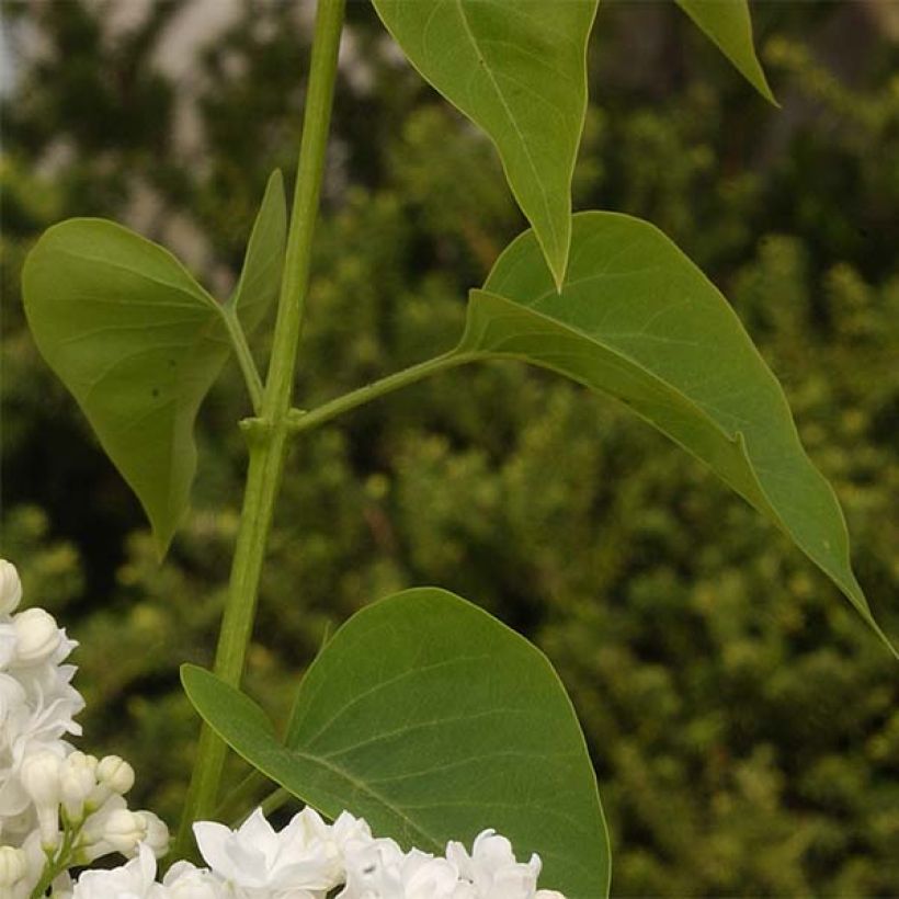 Edelflieder Dentelle d'Anjou - Syringa vulgaris (Laub)