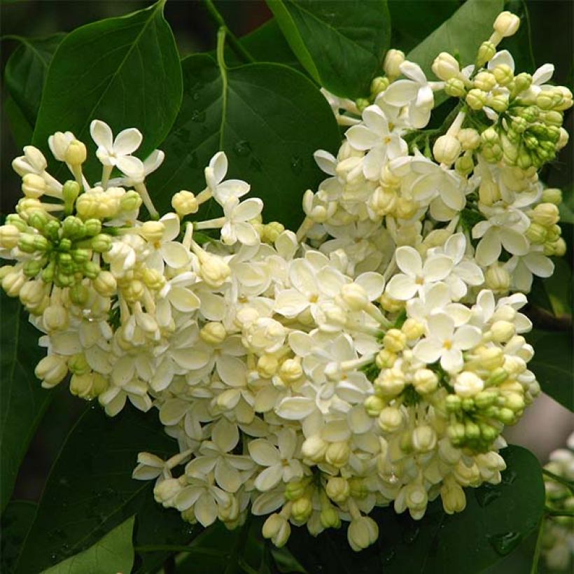 Edelflieder Dentelle d'Anjou - Syringa vulgaris (Blüte)