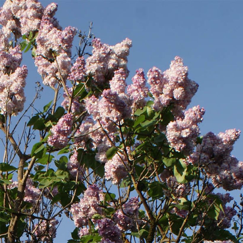 Edelflieder Katherine Havemeyer - Syringa vulgaris (Blüte)