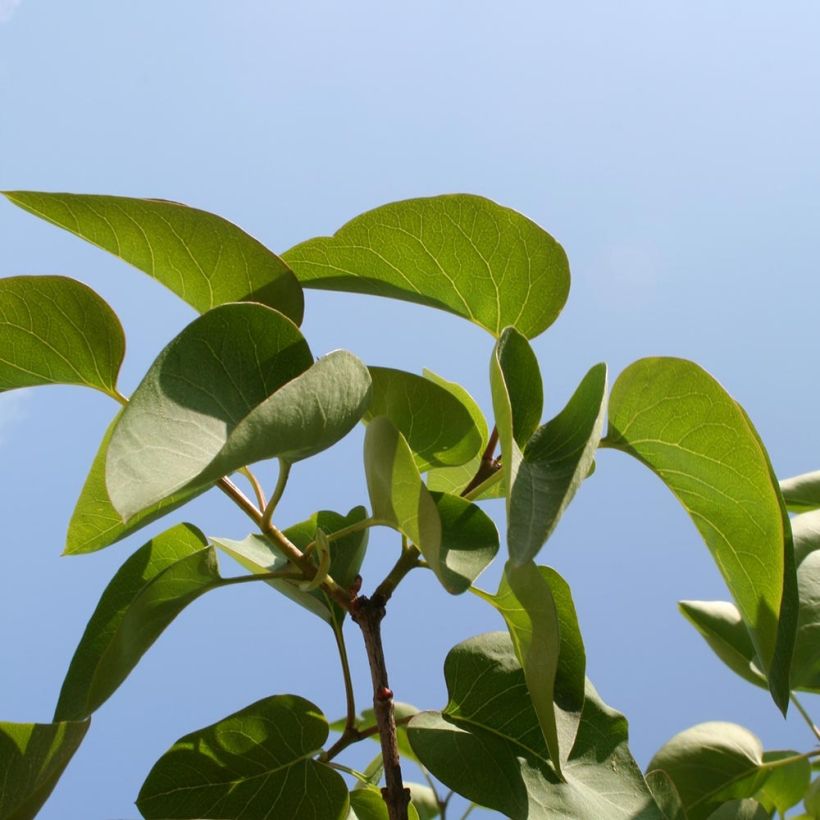 Edelflieder Michel Buchner - Syringa vulgaris (Laub)