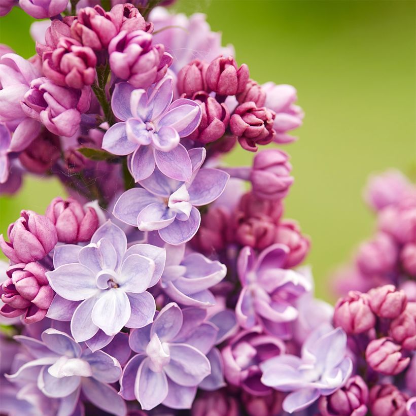 Edelflieder Paul Thirion - Syringa vulgaris (Blüte)