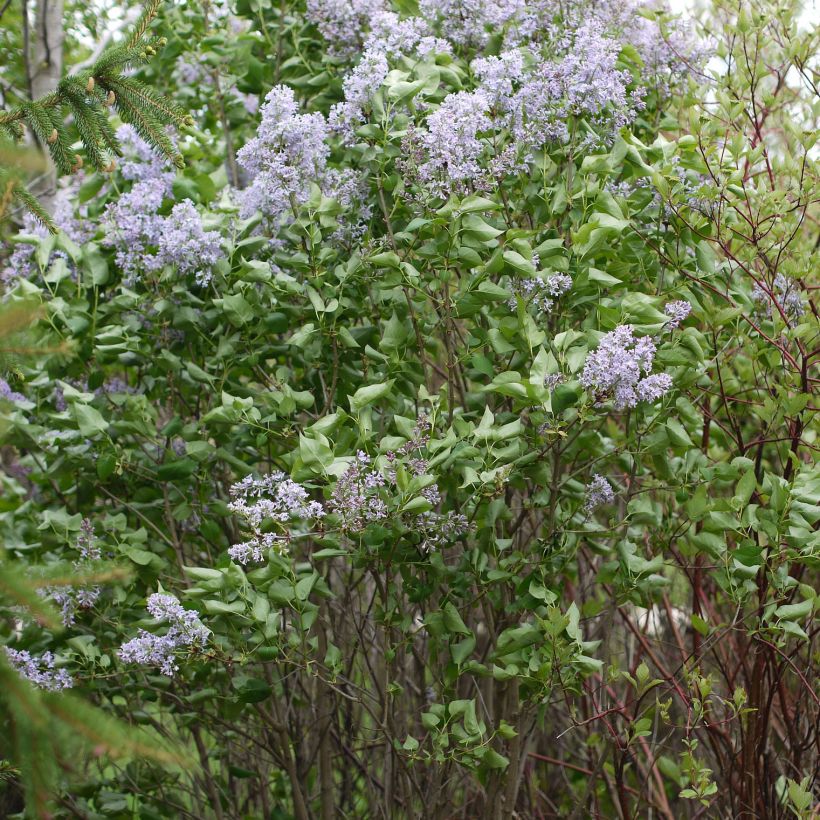 Edelflieder Président Grevy - Syringa vulgaris (Hafen)