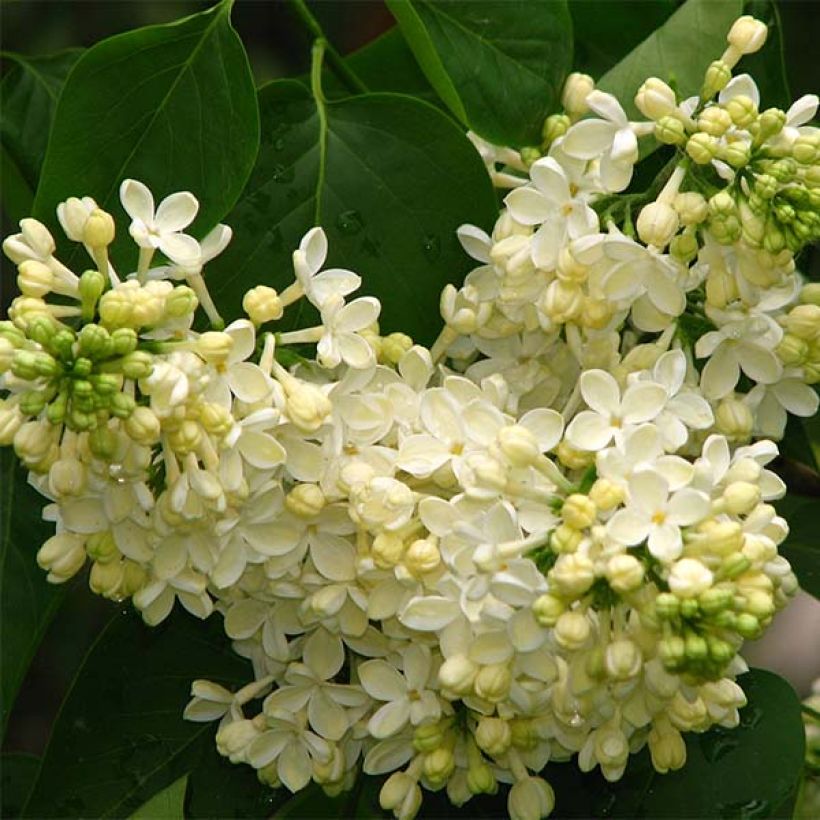 Edelflieder Primrose - Syringa vulgaris (Blüte)