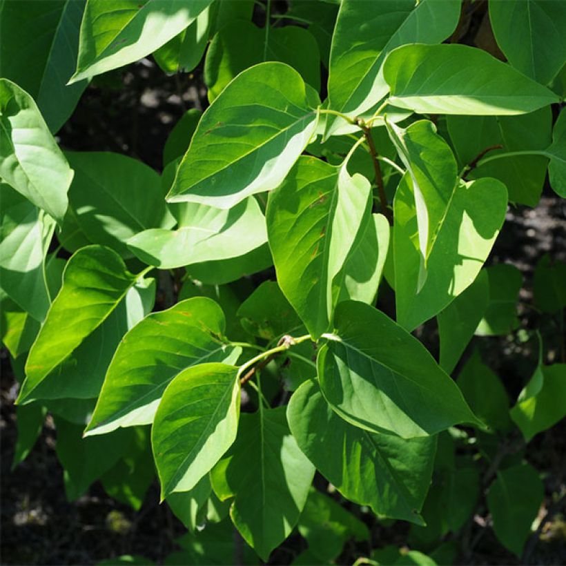 Edelflieder Prince Wolkonsky - Syringa vulgaris (Laub)