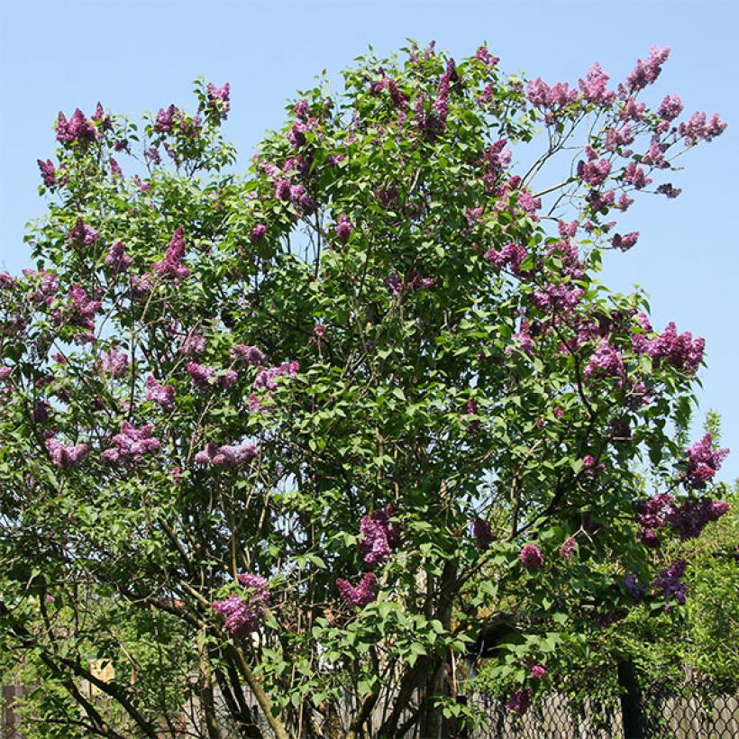 Edelflieder Prince Wolkonsky - Syringa vulgaris (Hafen)