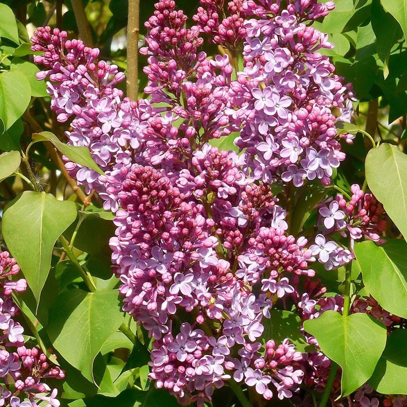 Edelflieder Princesse Sturdza - Syringa vulgaris (Blüte)