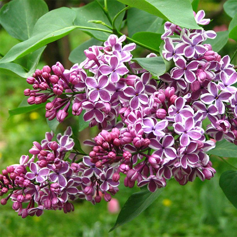 Edelflieder Sensation - Syringa vulgaris (Blüte)