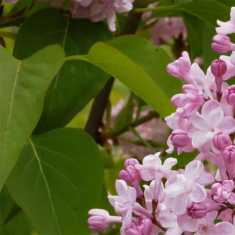 Edelflieder Zhemchuzhina - Syringa vulgaris (Laub)