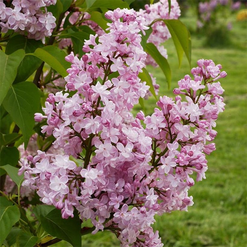 Edelflieder Zhemchuzhina - Syringa vulgaris (Blüte)