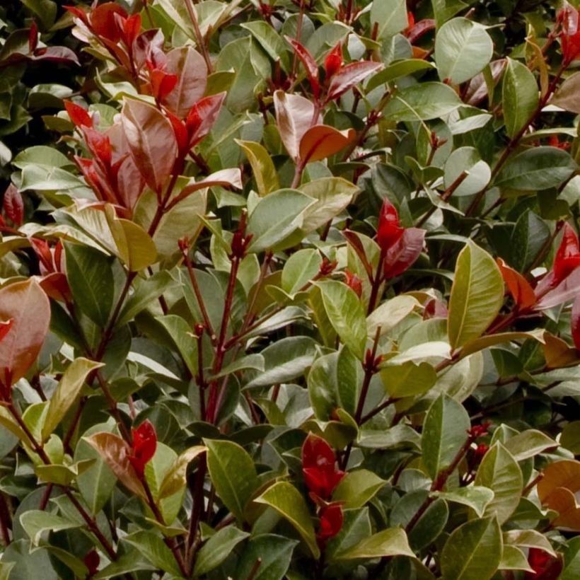 Syzygium australe Big Red - Kirschmyrte (Laub)