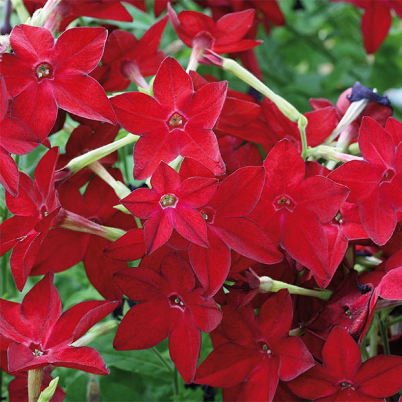 Niederer Ziertabak Perfume Red - Nicotiana (Blüte)