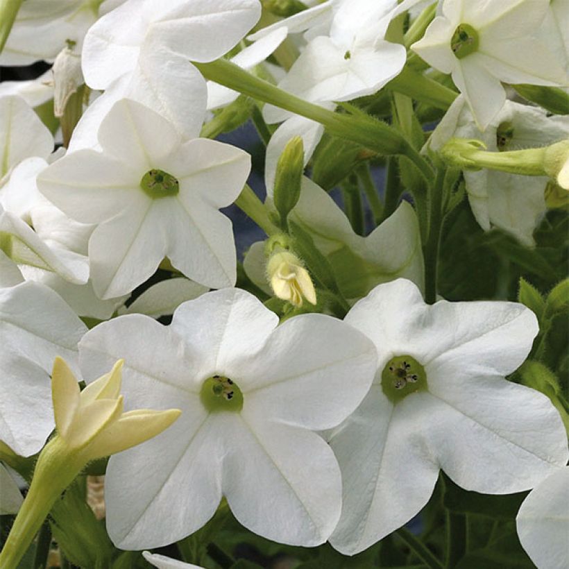 Niederer Ziertabak Perfume F1 White - Nicotiana (Blüte)