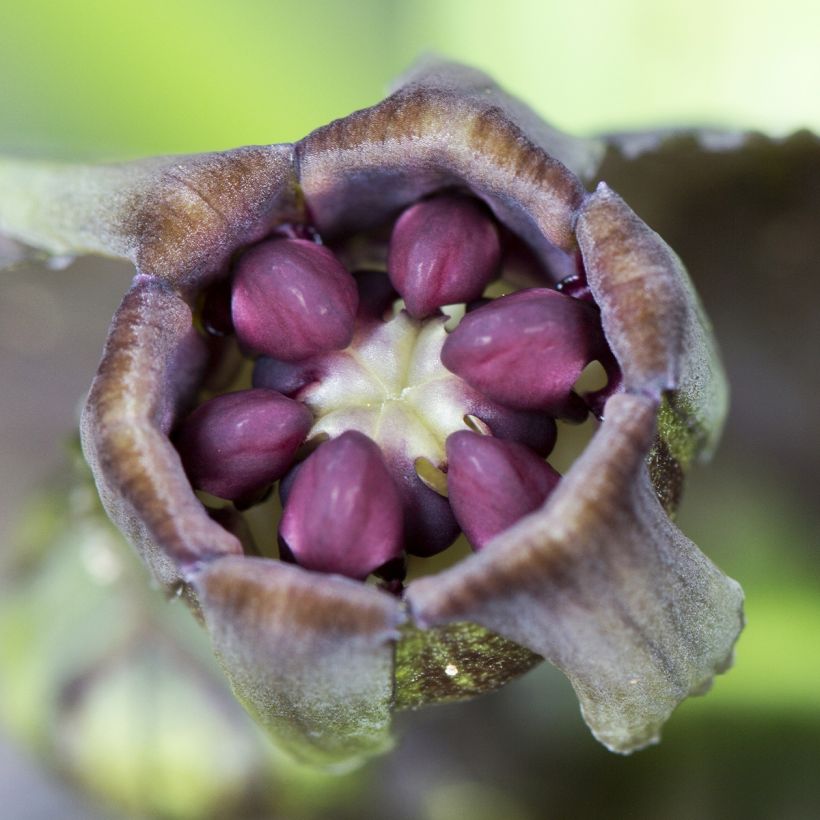 Tacca integrifolia Nivea - Weiße Fledermausblume (Blüte)