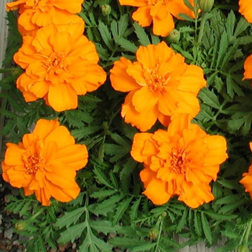 Niedrige Studentenblume Queen Orange - Tagetes (Laub)