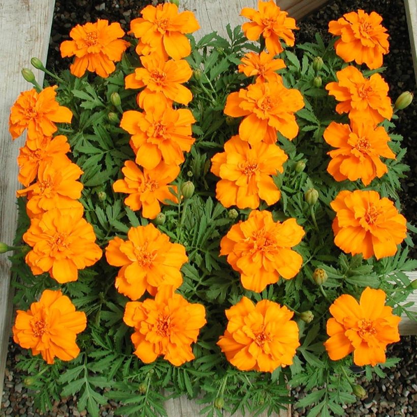 Niedrige Studentenblume Queen Orange - Tagetes (Hafen)