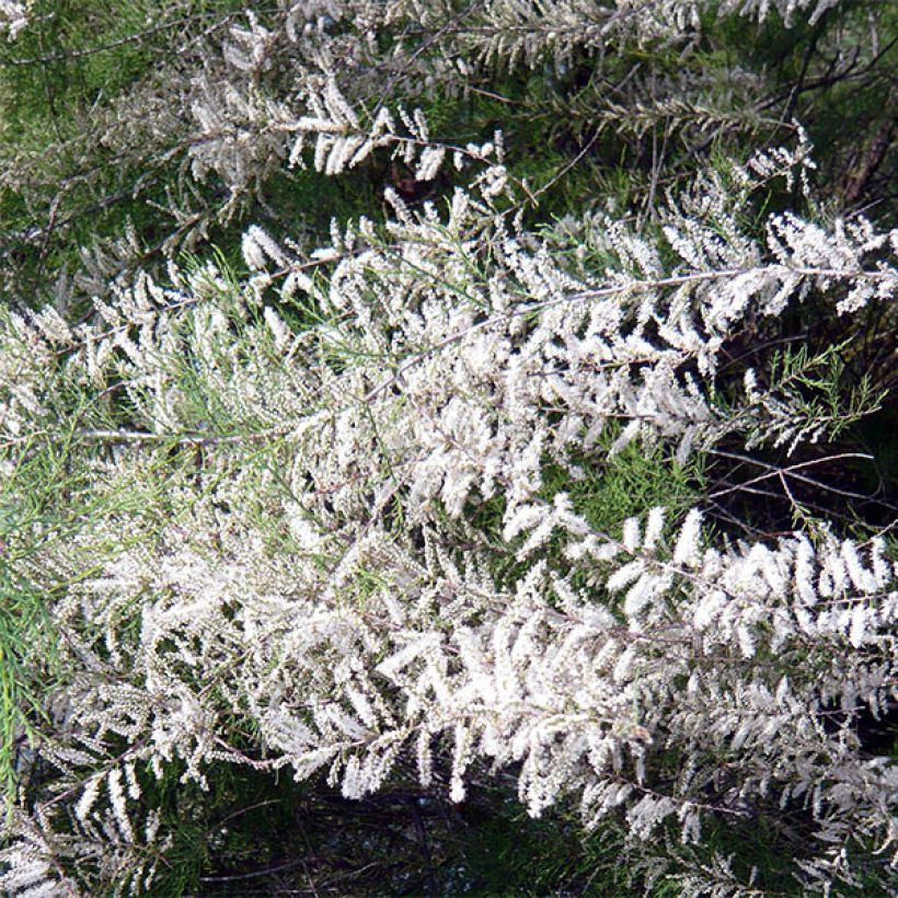 Tamarix ramosissima Hulsdonk White - Sommertamariske (Blüte)