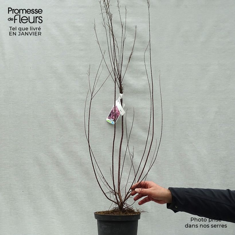 Exemplar von Tamarix parviflora - Tamaris de printemps Pot de 3/4L wie im Winter geliefert