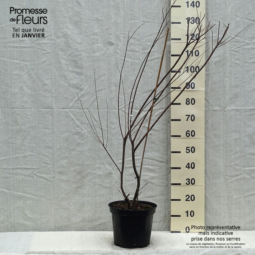 Exemplar von Tamarix tetrandra - Tamaris de printemps en pot de 7,5L/10L wie im Winter geliefert