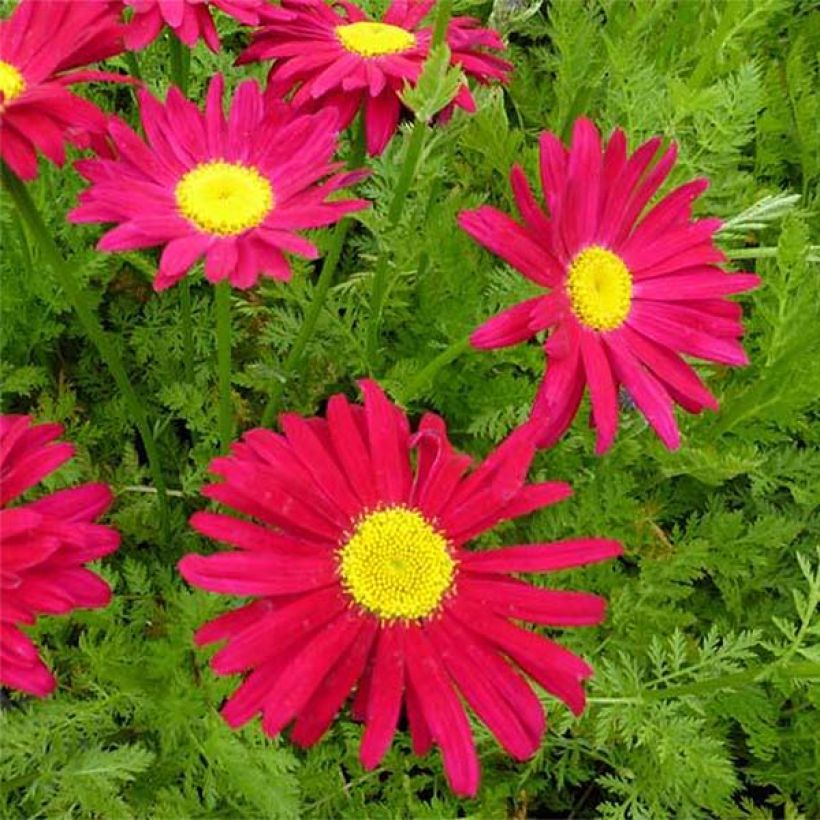 Tanacetum coccineum Robinson's Red - Rotblütige Wucherblume (Blüte)