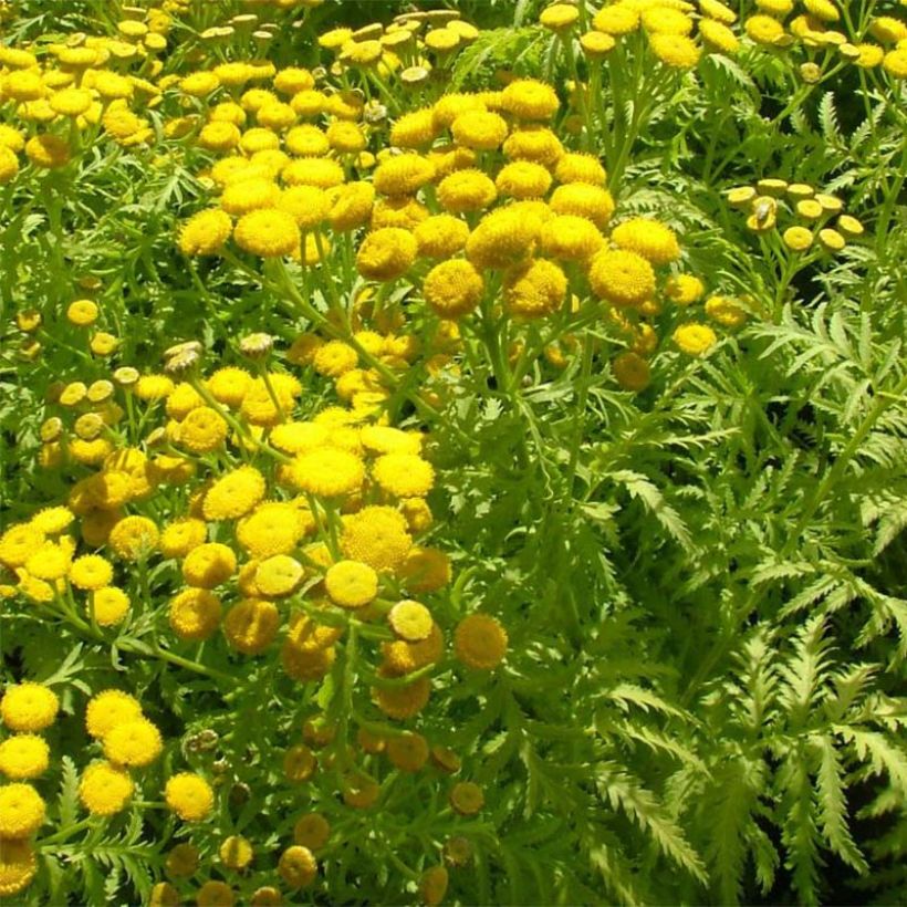 Rainfarn Isla Gold - Tanacetum vulgare (Blüte)