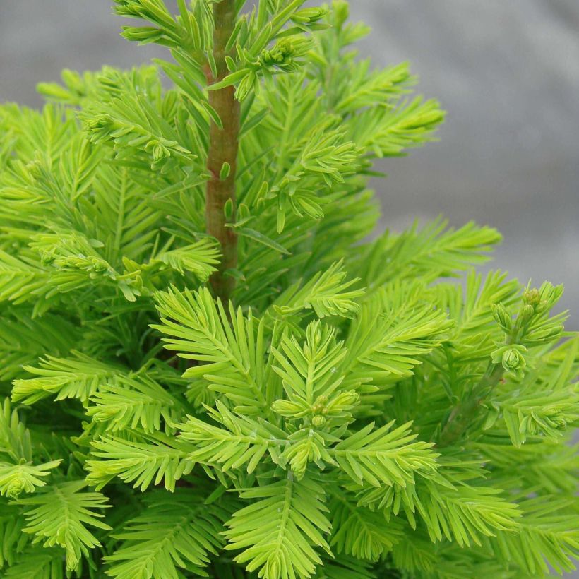 Taxodium distichum Pevé Minaret - Sumpfzypresse (Laub)