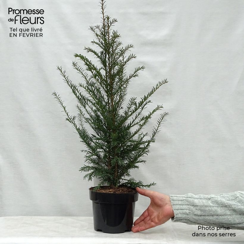 Exemplar von Taxus baccata en pot de 3L - If commun wie im Winter geliefert