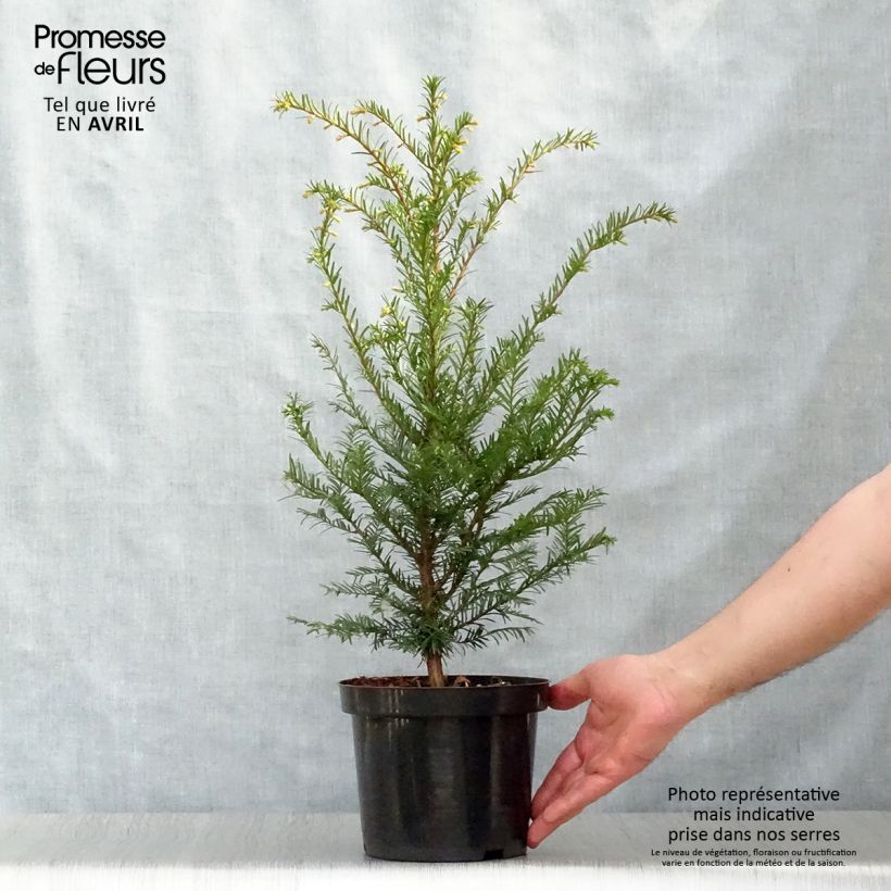 Exemplar von Eibe - Taxus baccata Topf mit 2L/3LGelieferte Höhe ca. 20/30cm wie im Frühjahr geliefert