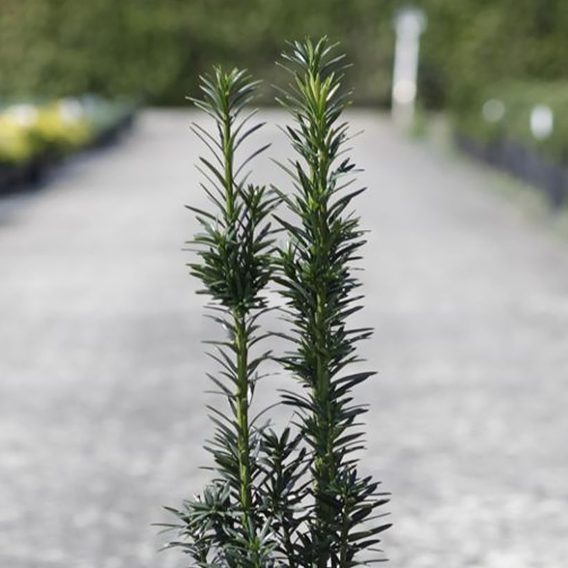 Säuleneibe Black Tower - Taxus baccata fastigiata (Laub)