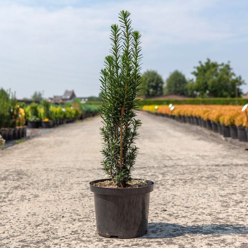 Säuleneibe Black Tower - Taxus baccata fastigiata (Hafen)