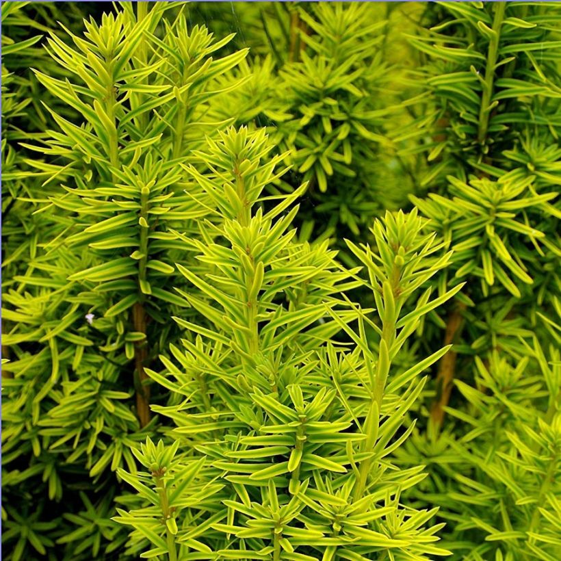 Eibe David - Taxus baccata (Laub)