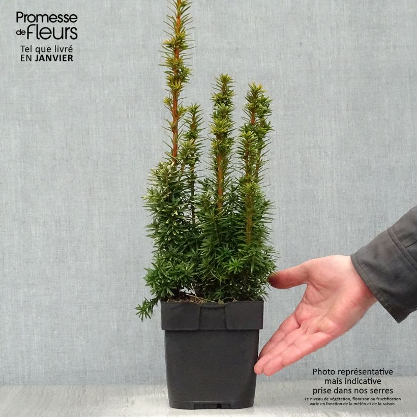 Exemplar von Taxus baccata David - If colonnaire panaché Pot de 2/3L wie im Winter geliefert