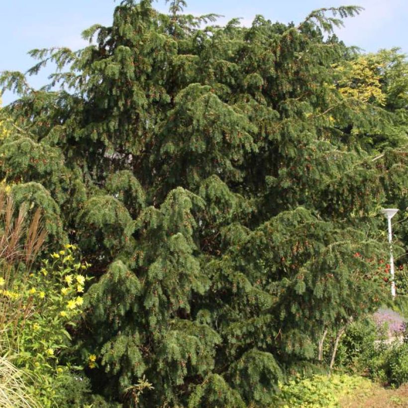 Eibe Dovastoniana - Taxus baccata (Hafen)