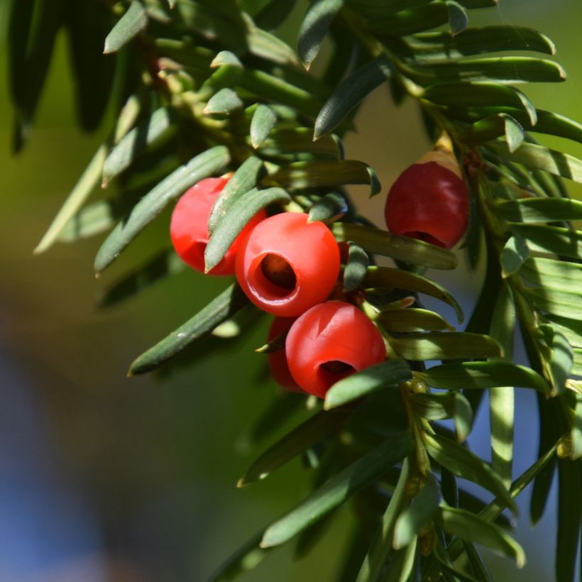 Eibe Dovastoniana - Taxus baccata (Ernte)