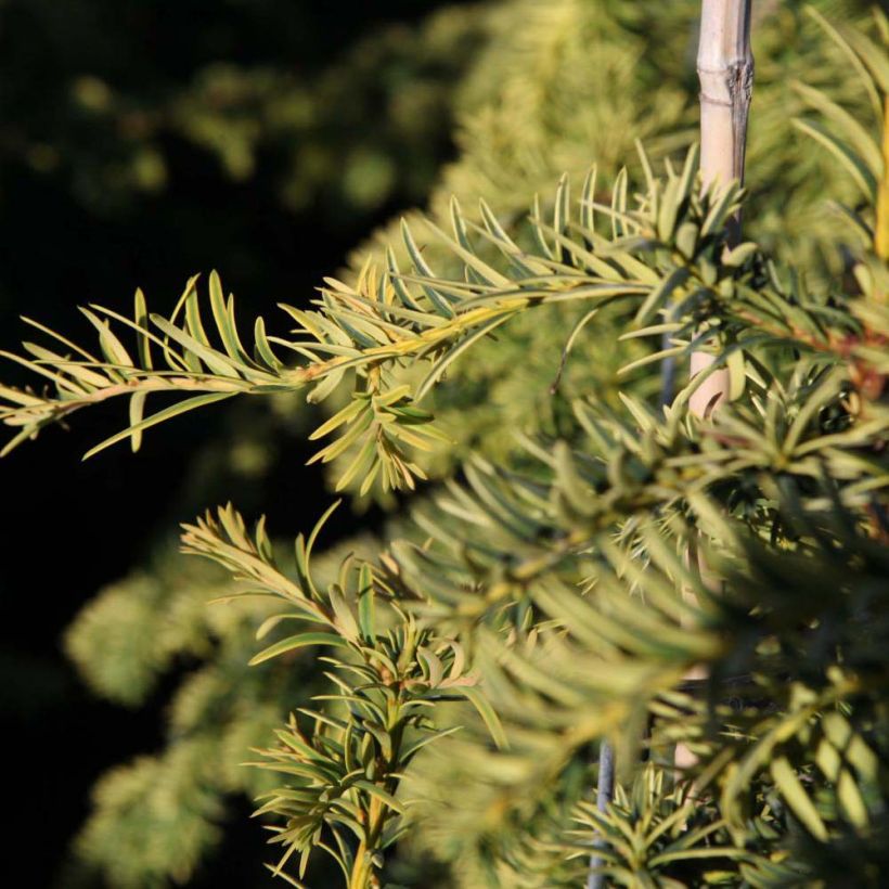 Eibe Dovastonii Aurea - Taxus baccata (Laub)