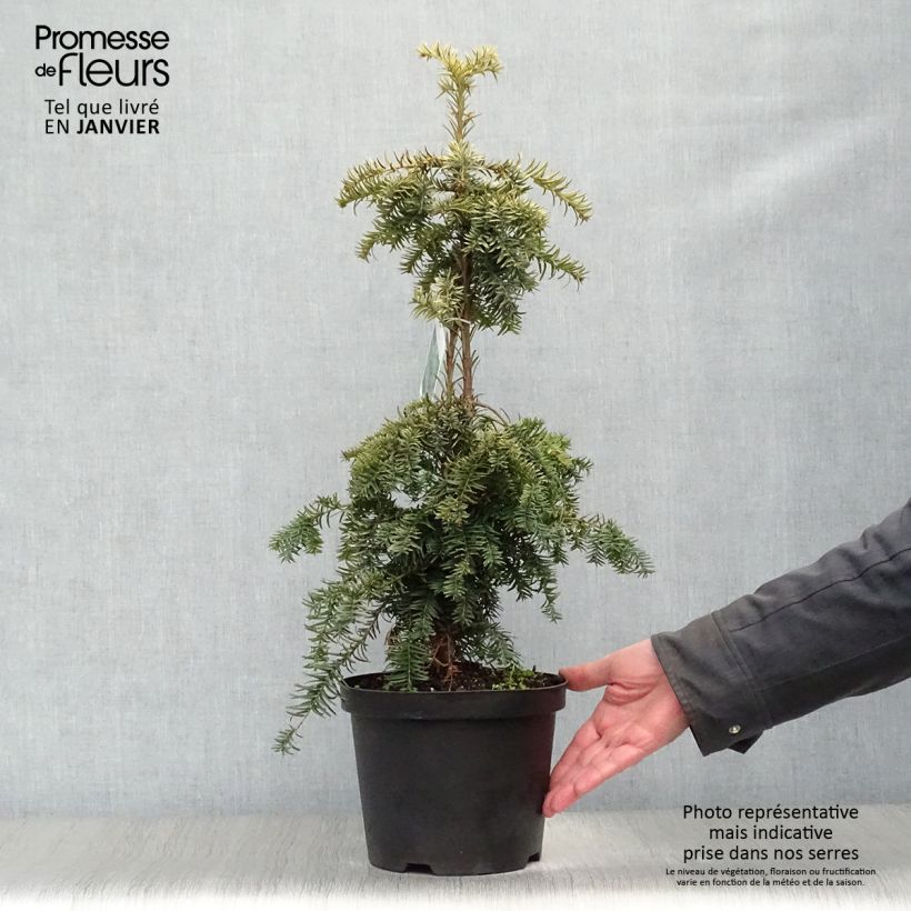 Exemplar von Taxus baccata Dovastonii Aurea - If doré Pot de 2L/3L wie im Winter geliefert