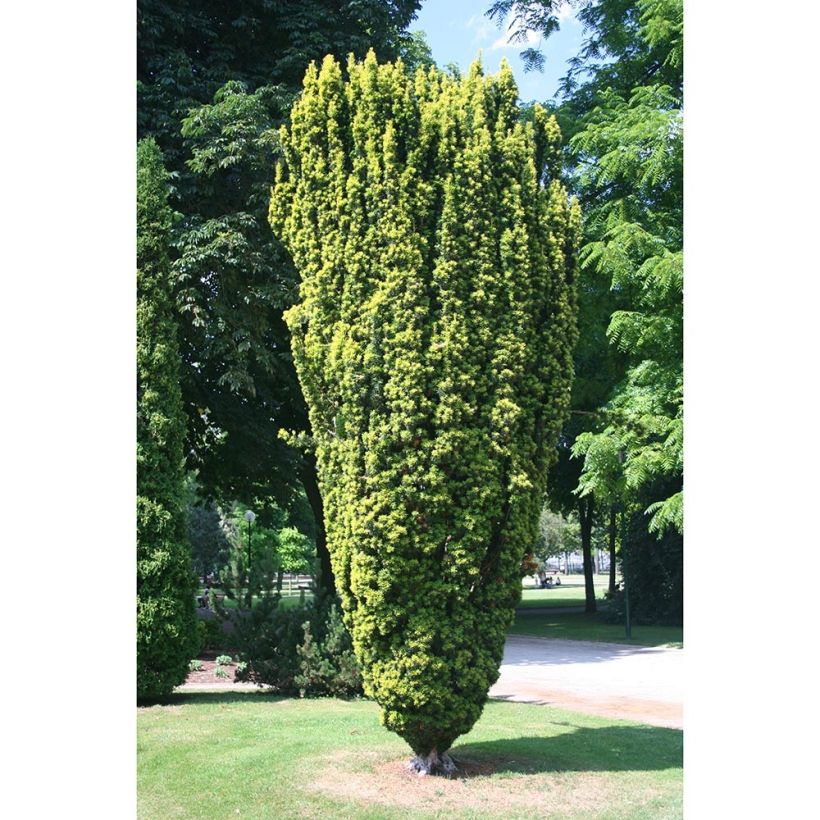 Eibe Fastigiata Aurea - Taxus baccata (Laub)