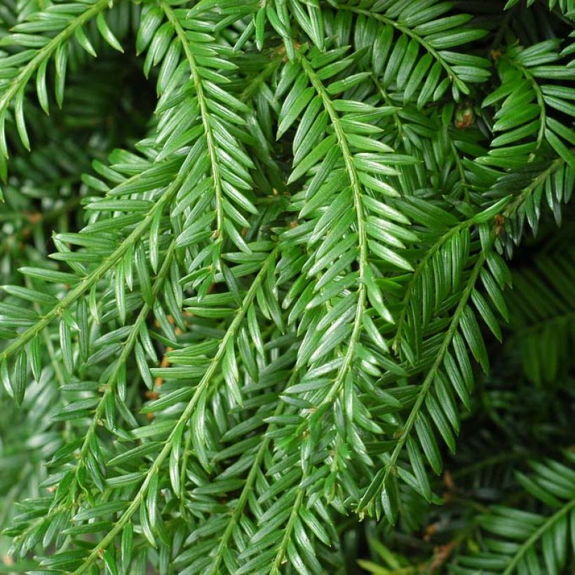 Eibe Fastigiata Robusta - Taxus baccata (Laub)