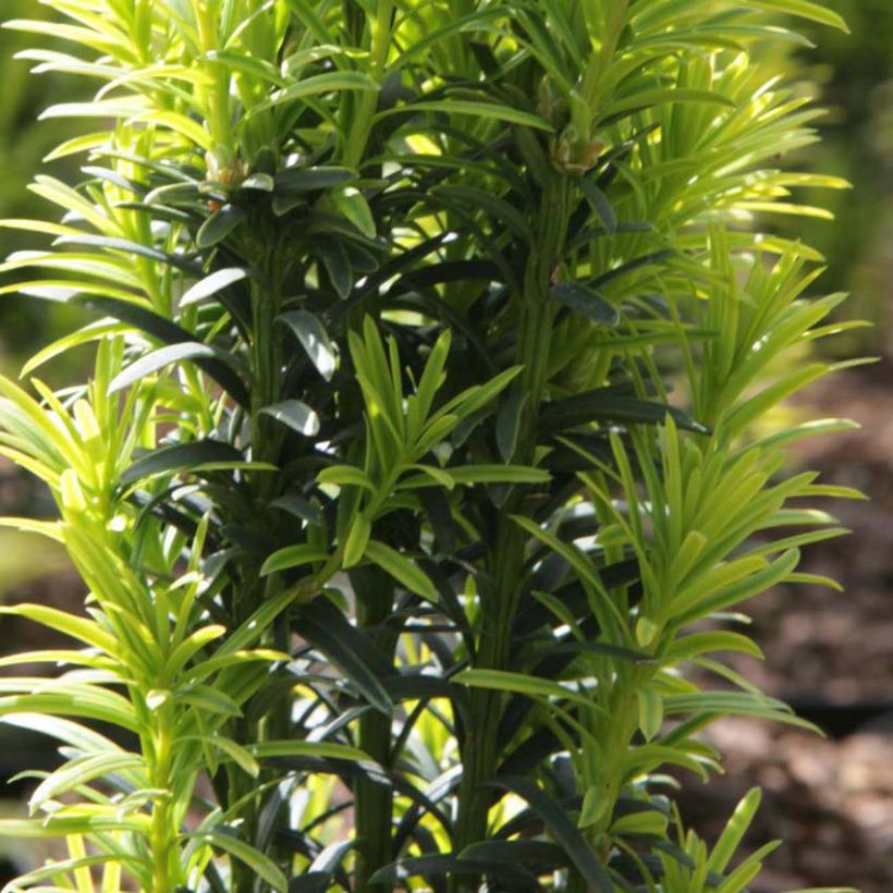 Eibe Ivory Tower - Taxus baccata (Laub)