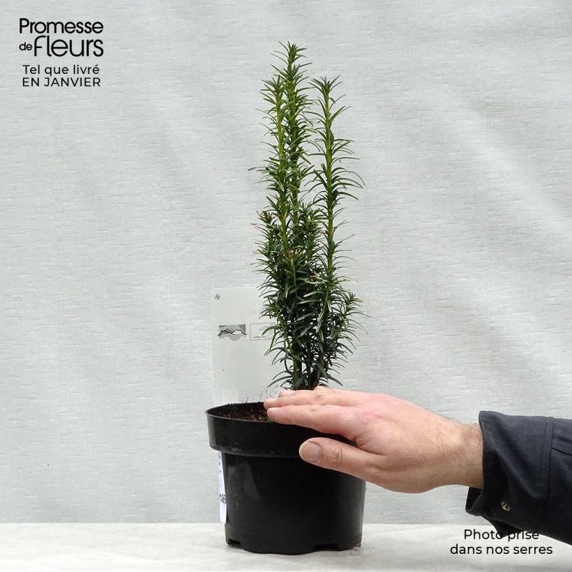 Exemplar von Taxus baccata Ivory Tower - If colonnaire panaché Pot de 2L/3L wie im Winter geliefert