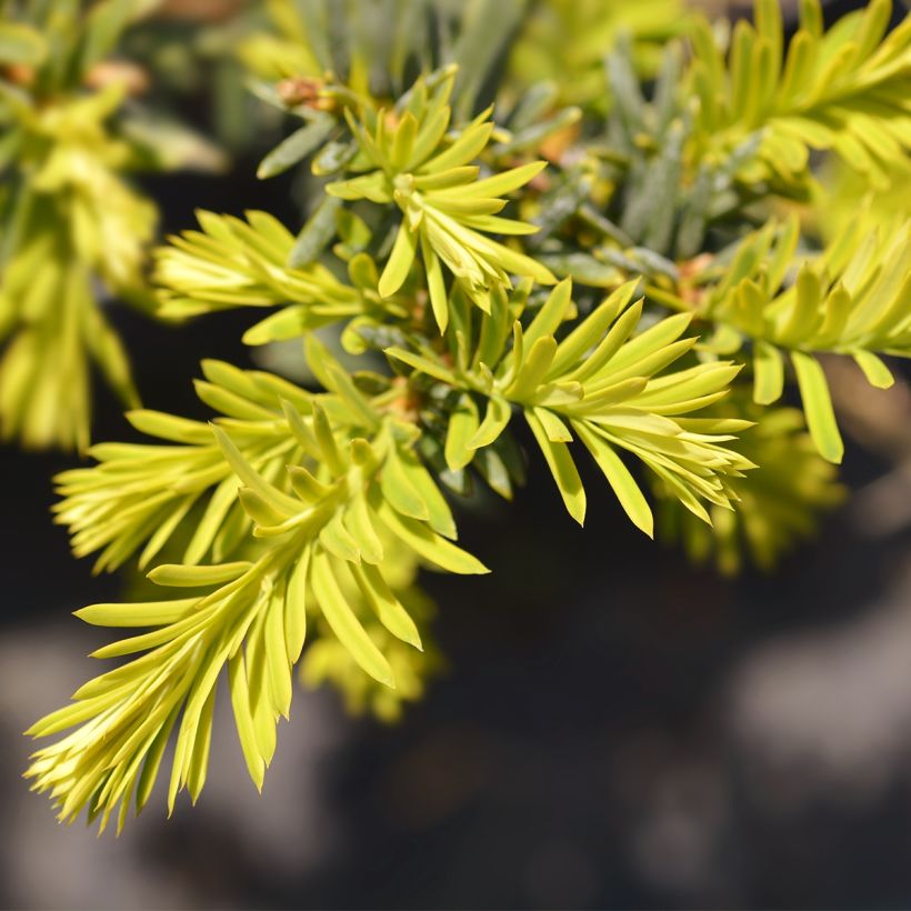 Eibe Kupfergold - Taxus baccata (Laub)