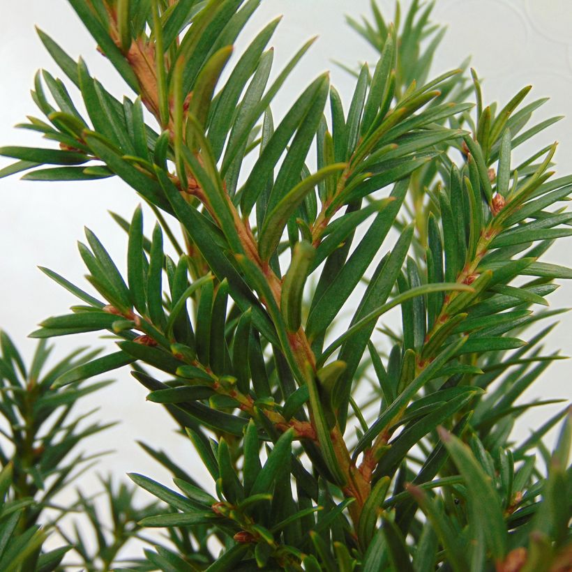 Eibe Repandens - Taxus baccata (Laub)