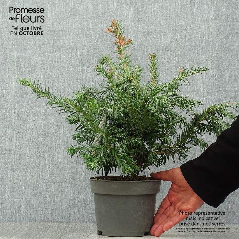 Exemplar von Taxus baccata Repandens - If commun Pot de 2L/3L wie im Herbst geliefert