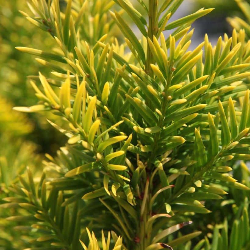 Eibe Semperaurea - Taxus baccata (Laub)