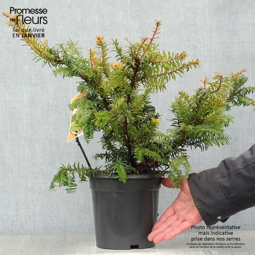 Exemplar von Taxus baccata Summergold - If commun doré Pot de 2L wie im Winter geliefert