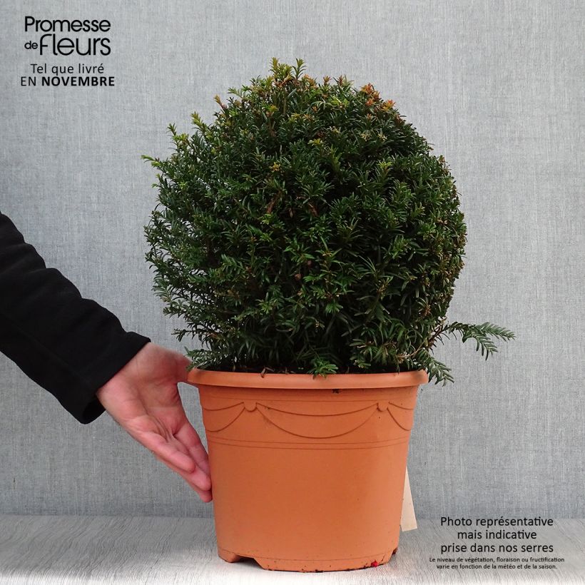 Exemplar von Taxus baccata taillé en boule de diamètre 30/40cm en pot de 7.5L/10L wie im Herbst geliefert